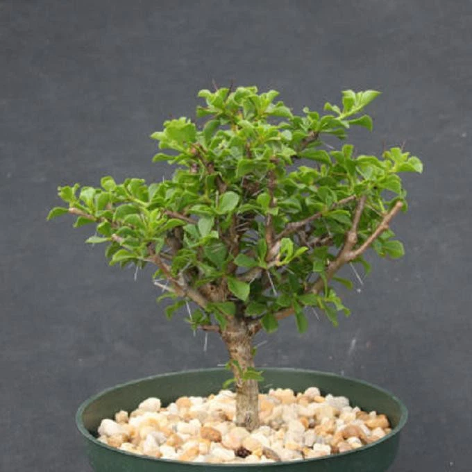 Pereskia portulacifolia 6” Plant | Rare Cactus Bonsai Specimen | Live Pereskia Starter | Unique Tree-Form Cacti for Collectors