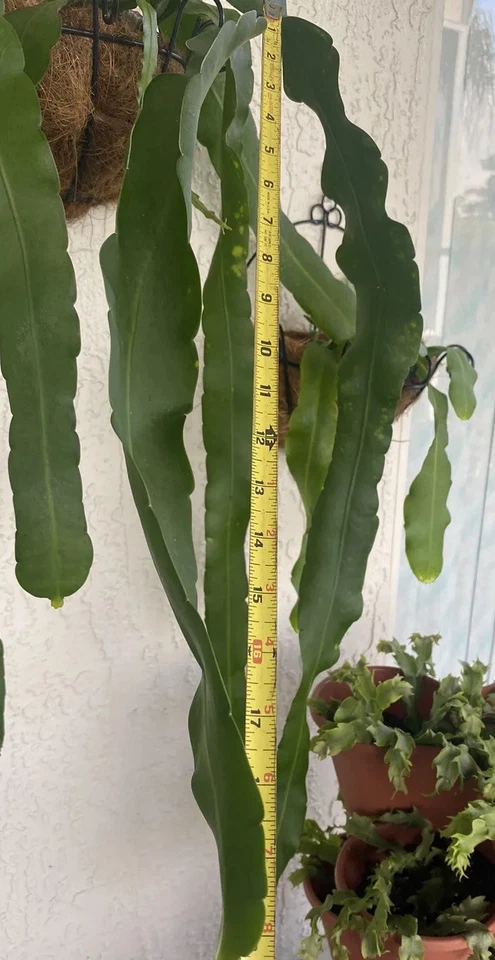 Epiphyllum Orchid Cactus Cuttings 2pcs | 10”+ Unrooted | Live Epiphyllum Cuttings for Rooting | Easy Tropical Houseplant Starter