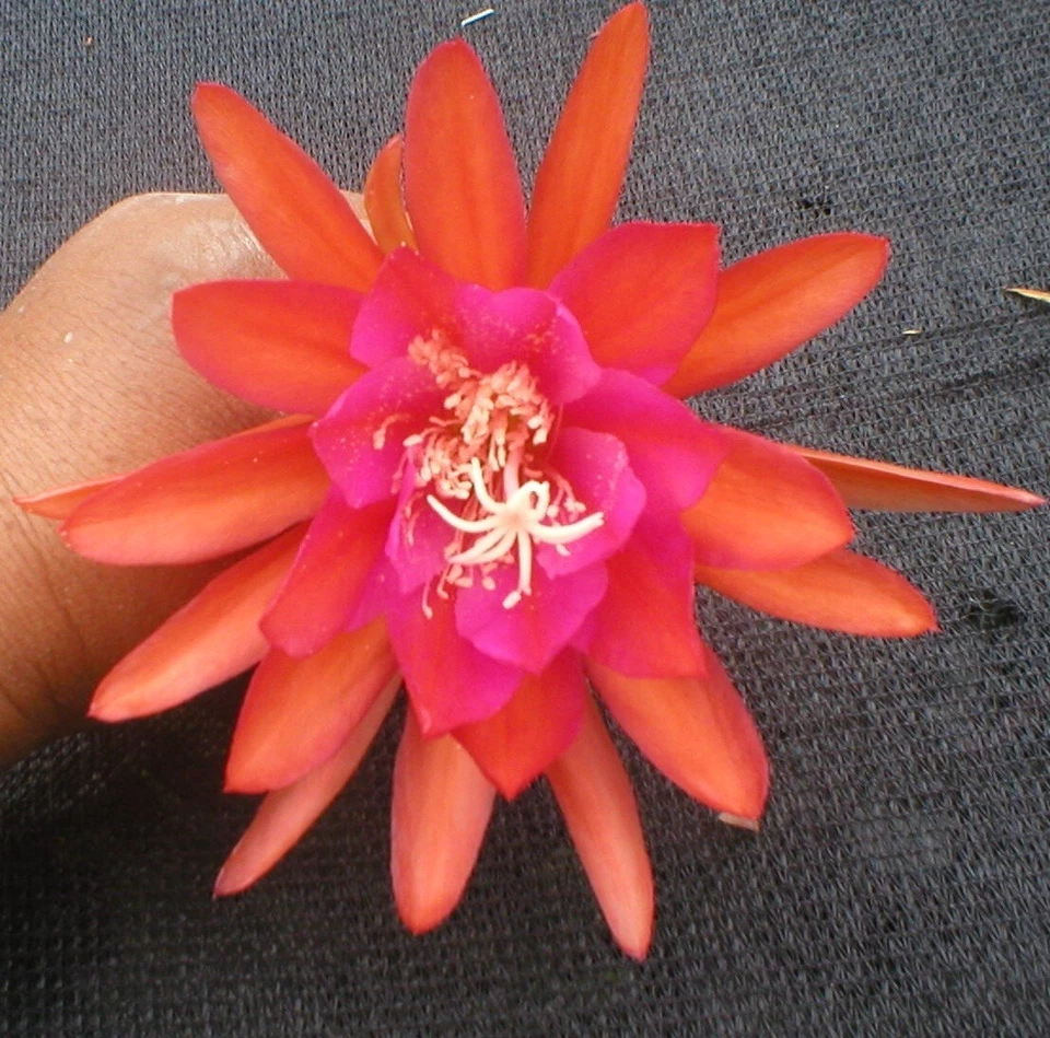 Epiphyllum ‘Germania’ – Orchid Cactus Cutting, Don’s Hybrid Variety, Live Epiphyllum Cutting for Rooting & Stunning Blooms