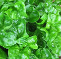 Brazilian Spinach Cuttings – 8 Live Alternanthera Sissoo Cuttings, 4–5 Inch Sissoo Spinach for Planting