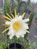 Dragon Fruit Orejona Cuttings for Planting – Mature Unrooted Pitaya Stems, Tropical Climbing Cactus