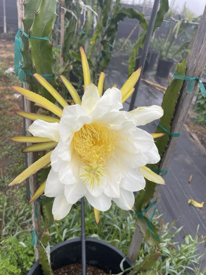 Dragon Fruit Orejona Cuttings for Planting – Mature Unrooted Pitaya Stems, Tropical Climbing Cactus