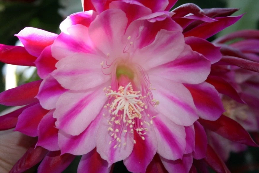 Epiphyllum Alakazam Orchid Cactus Cuttings – Live Epiphyllum Plant Starts for Propagation, Night Blooming Cactus