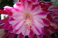 Epiphyllum Alakazam Orchid Cactus Cuttings – Live Epiphyllum Plant Starts for Propagation, Night Blooming Cactus