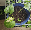 Golden Pothos Cuttings – 3 Live Clippings Ready to Root in Soil – Easy Indoor Houseplant Starter