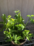 Passion Fruit Vine Cuttings for Planting – 5 Unrooted Passiflora edulis Stems, Tropical Climbing Plant
