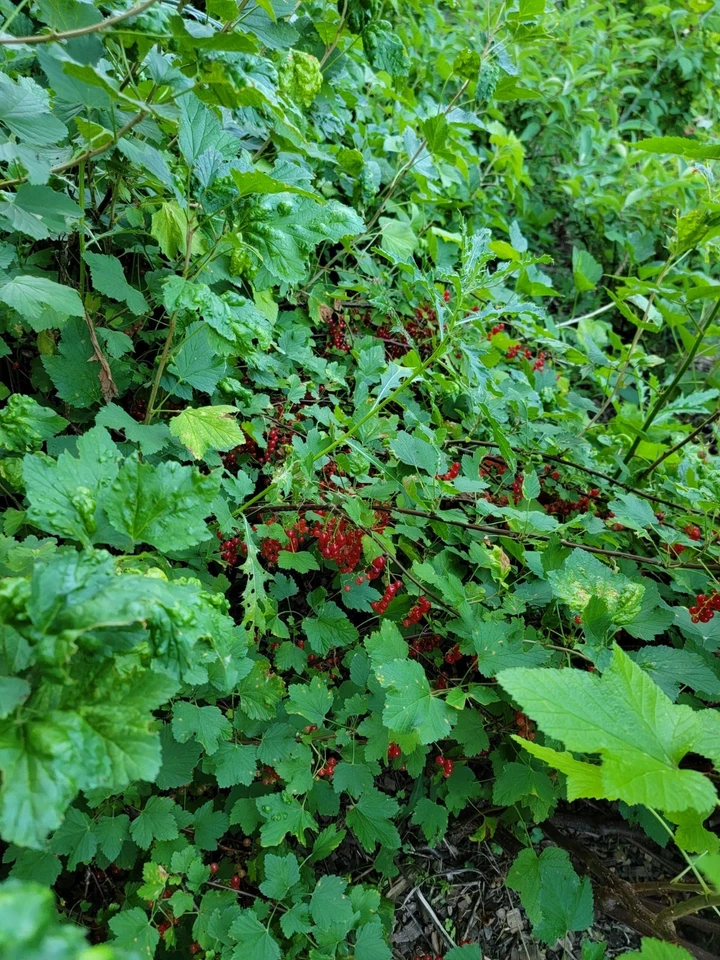 Red Lake Currant Live Cuttings – 10 Fresh Ribes rubrum Sticks for Rooting, Red Currant Shrub Propagation
