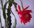 Orchid Cactus Epiphyllum Cuttings for Planting – Big Red Flower Variety, 2 Fresh 8 Inch Unrooted Cuttings