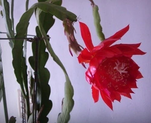 Orchid Cactus Epiphyllum Cuttings for Planting – Big Red Flower Variety, 2 Fresh 8 Inch Unrooted Cuttings