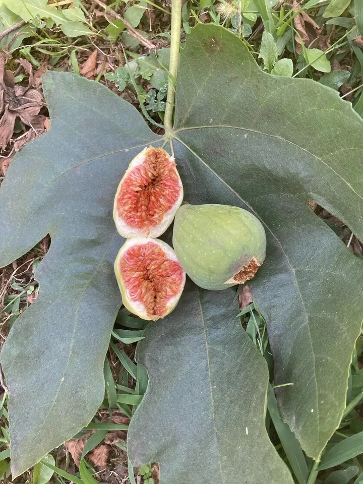 Desert King Fig Cuttings – 9 Fresh Branch Cuttings + 1 Free – Organic White/Green Fig Variety for Rooting