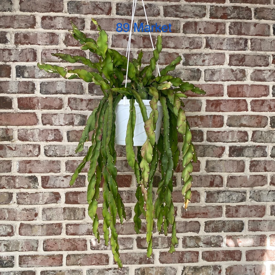Lepismium cruciforme f. spiralis Hurricane Cactus – 6 Inch Unrooted Cutting – Trailing Cactus Starter