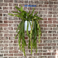 Lepismium cruciforme f. spiralis Hurricane Cactus – 6 Inch Unrooted Cutting – Trailing Cactus Starter