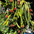 Red Dragon Fruit Cuttings – 5 Live Pitaya Cuttings with 1 Rooted Plant, Tropical Cactus for Planting