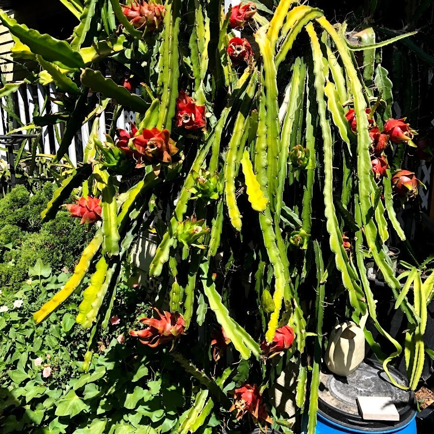 Red Dragon Fruit Cuttings – 5 Live Pitaya Cuttings with 1 Rooted Plant, Tropical Cactus for Planting