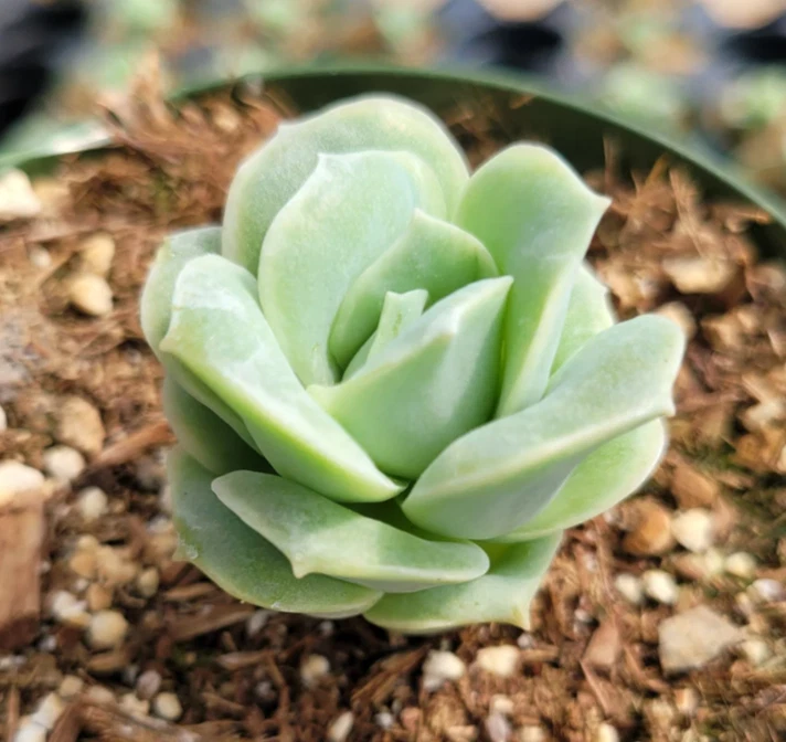 Graptoveria ‘Lovely Rose’ Succulent Live Plant – 2 Inch Potted Rosette Succulent for Home Garden Decor