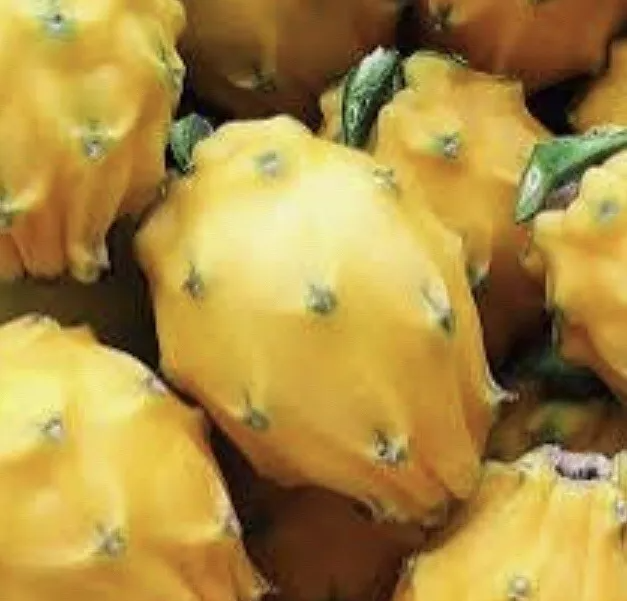 Yellow Dragon Fruit ‘Palora’ – 8–12” Mature Cutting, Live Hylocereus Megalanthus Segment for Planting & Fruit-Growing Gardens
