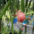 Dragon Fruit Cuttings – 20 Live Pitaya Cuttings 8–12 Inches Long, Hylocereus Cactus for Planting