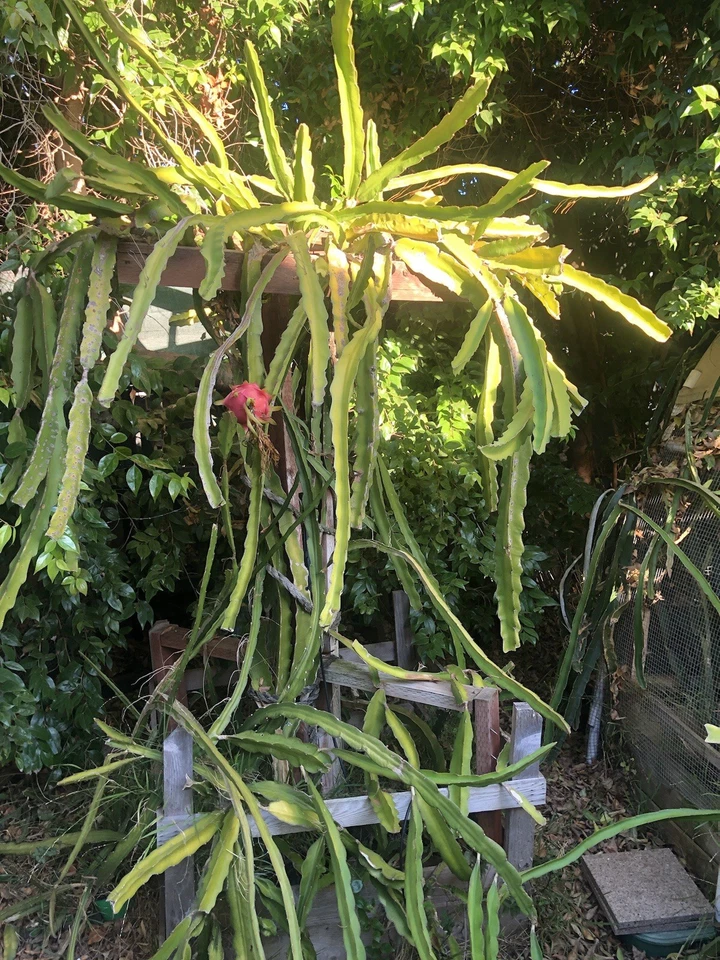 Dragon Fruit Cuttings – 3 Live Pitaya Cuttings 8+ Inches Long, Assorted Hylocereus Varieties for Planting