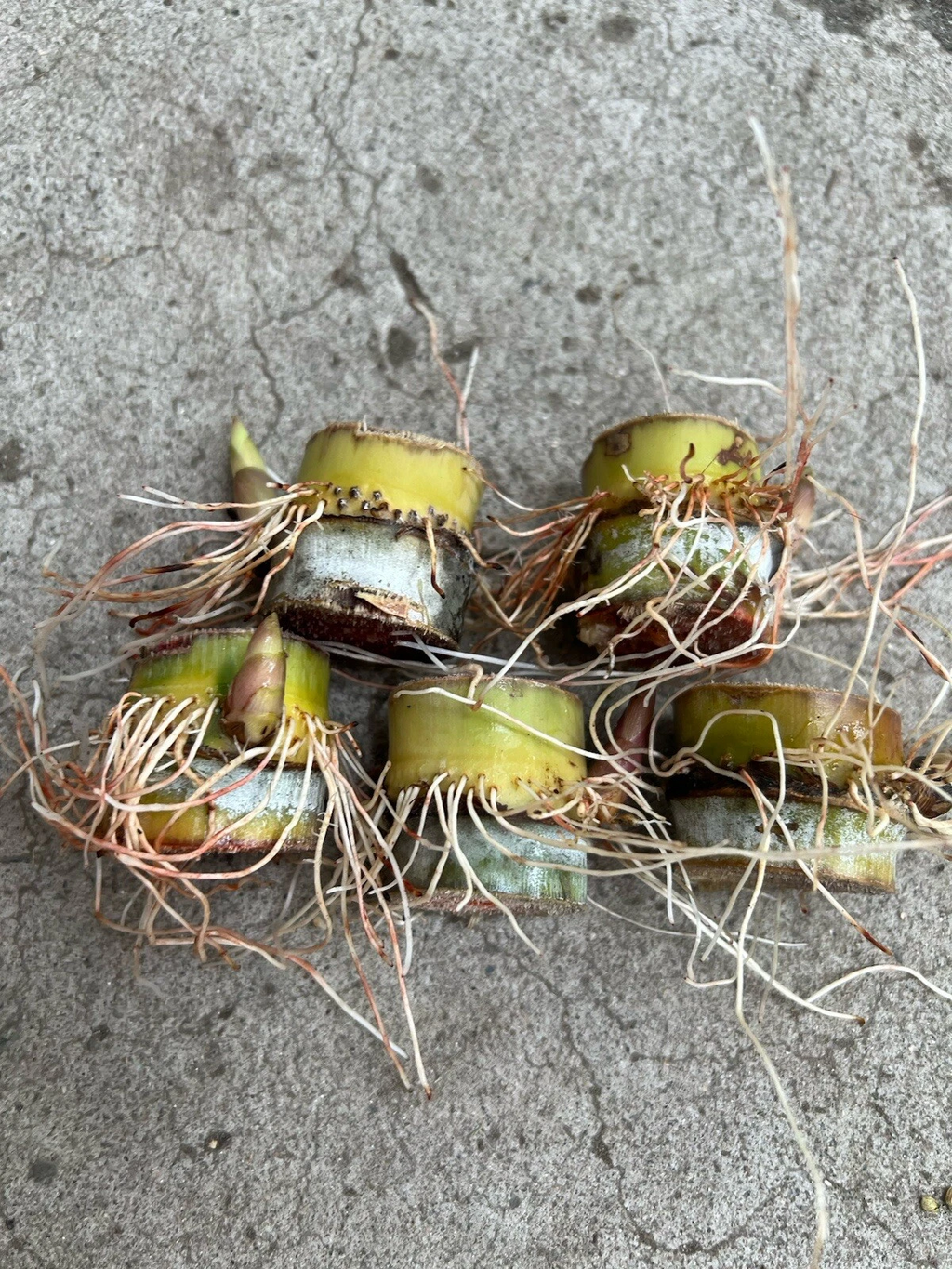 Sugarcane Rooted Cuttings – 5 Live Saccharum officinarum Plants, Tropical Cane Starter for Planting