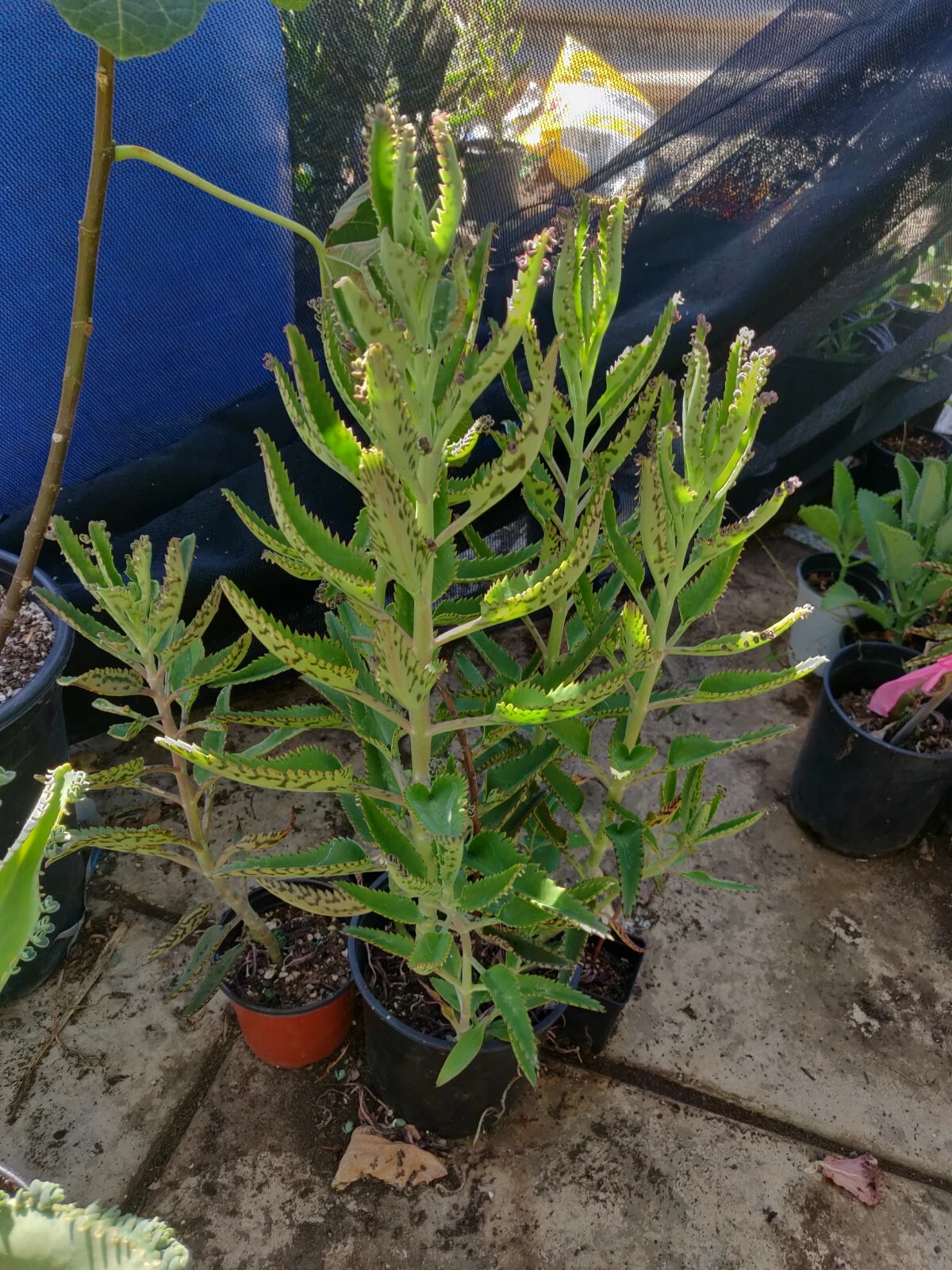 Kalanchoe Aranto Mother of Thousands – 5 Organic Cuttings, Madre de Miles Succulent Starter Pieces for Easy Propagation