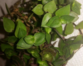Dwarf Bolivian Wandering Jew Cuttings Callisia repens, Tradescantia Minima, 10 Unrooted Cuttings for Planting