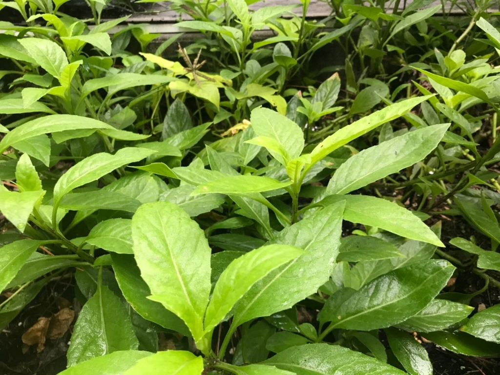 Gynura Procumbens Cuttings – Longevity Spinach – 11 Fresh 6" Starter Cuttings – Perennial Edible Leafy Plant