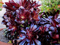 Black Rose Aeonium Succulent Cuttings – 2 Unrooted Rosettes – Aeonium arboreum Zwartkop