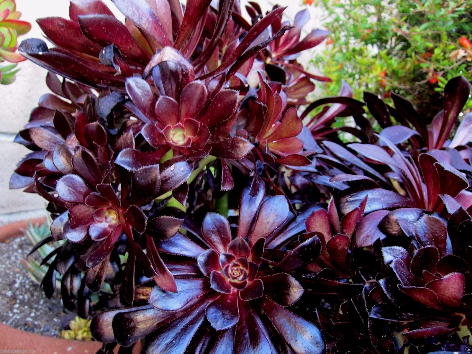 Black Rose Aeonium Succulent Cuttings – 2 Unrooted Rosettes – Aeonium arboreum Zwartkop
