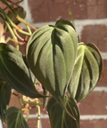 Philodendron Cuttings Variety Pack – 6 Indoor Vine Plants, Micans Brasil Green for Planting