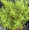 Crassula tetragona Cuttings for Planting – Miniature Pine Tree Succulent, 10 Unrooted Stems