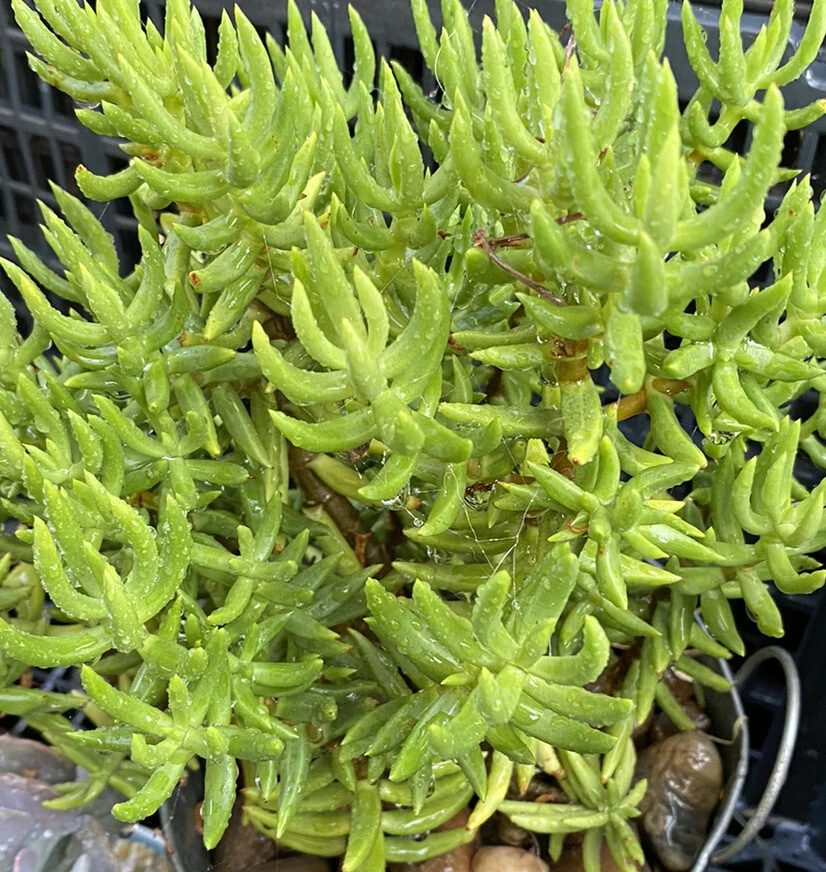 Crassula tetragona Cuttings for Planting – Miniature Pine Tree Succulent, 10 Unrooted Stems