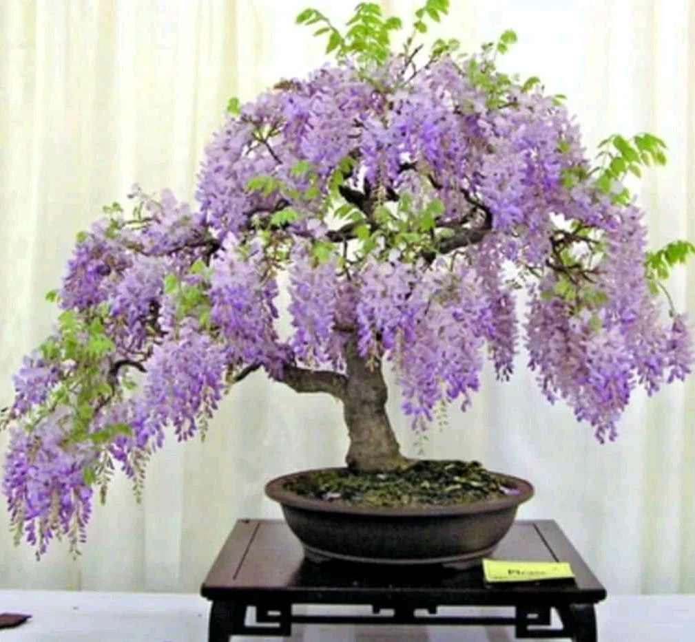 Wisteria Blue Moon Cuttings – 10 Unrooted 6–8 Inch Cuttings – Hardy Flowering Vine Plant