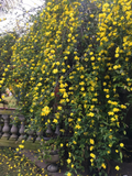 Winter Jasmine Cuttings – 5 Unrooted Jasminum Nudiflorum Cuttings 12 Inch for Planting, Yellow Flowering Vine