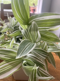 Tradescantia albiflora – 5 Live Cuttings, Variegated Wandering Jew / Wandering Dude Plant, Easy-Rooting Indoor Trailing Houseplant