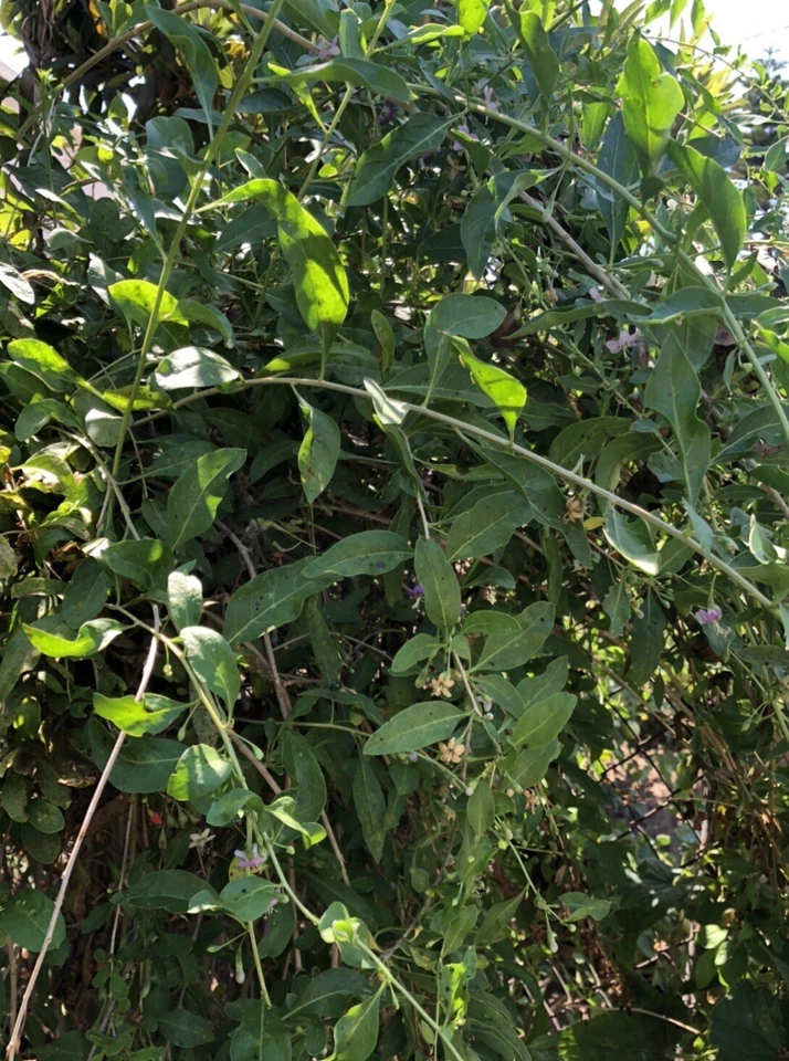 Goji Berry Plant Cuttings – 8 Fresh Unrooted Stems Ready to Grow, Lycium barbarum Garden Starter for Easy Propagation