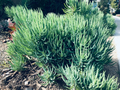 Senecio vitalis Cuttings 9pcs | Blue Chalk Fingers / Blue Serpents | 6” Live Succulent Sticks | Drought-Tolerant Starter Plants