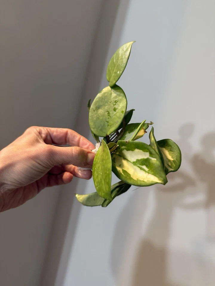 Hoya Variegated Bundle | 8 Rare Hoya Varieties Cuttings | Live Variegated Hoya Mix | Collector Starter Set | Easy Rooting Plants
