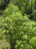 Cassava Yuca Cuttings – 5 Fresh Healthy Stem Cuttings for Planting – Root-Ready Manihot Esculenta Growing Stems