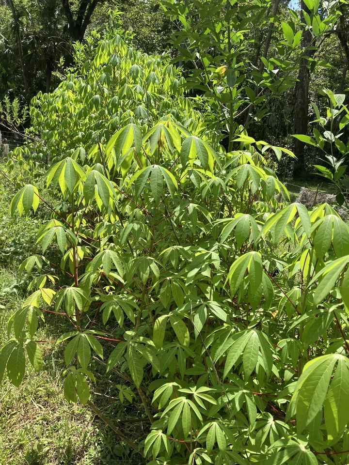 Cassava Yuca Cuttings – 5 Fresh Healthy Stem Cuttings for Planting – Root-Ready Manihot Esculenta Growing Stems