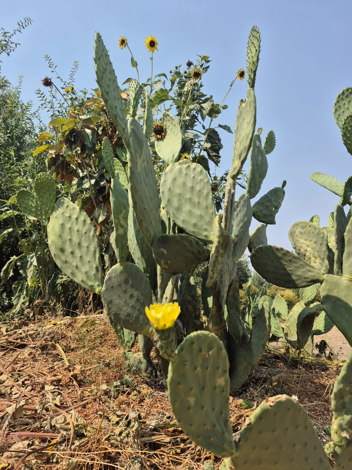 Prickly Pear Cactus Pads – 6–10" Live Opuntia ficus-indica Cuttings, Indian Fig Pads for Planting & Propagation