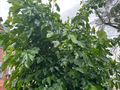 Pakistani Mulberry Tree Rooted Cutting – Live Fruit Tree Starter Plant – Fast Growing Garden Mulberry