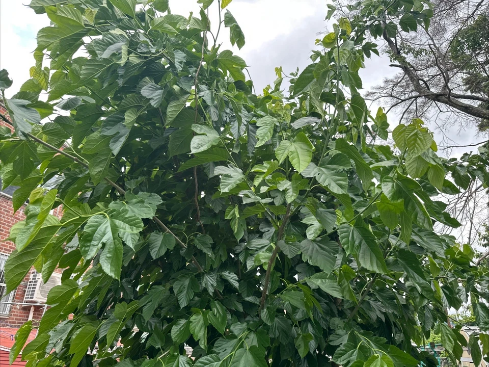 Pakistani Mulberry Tree Rooted Cutting – Live Fruit Tree Starter Plant – Fast Growing Garden Mulberry