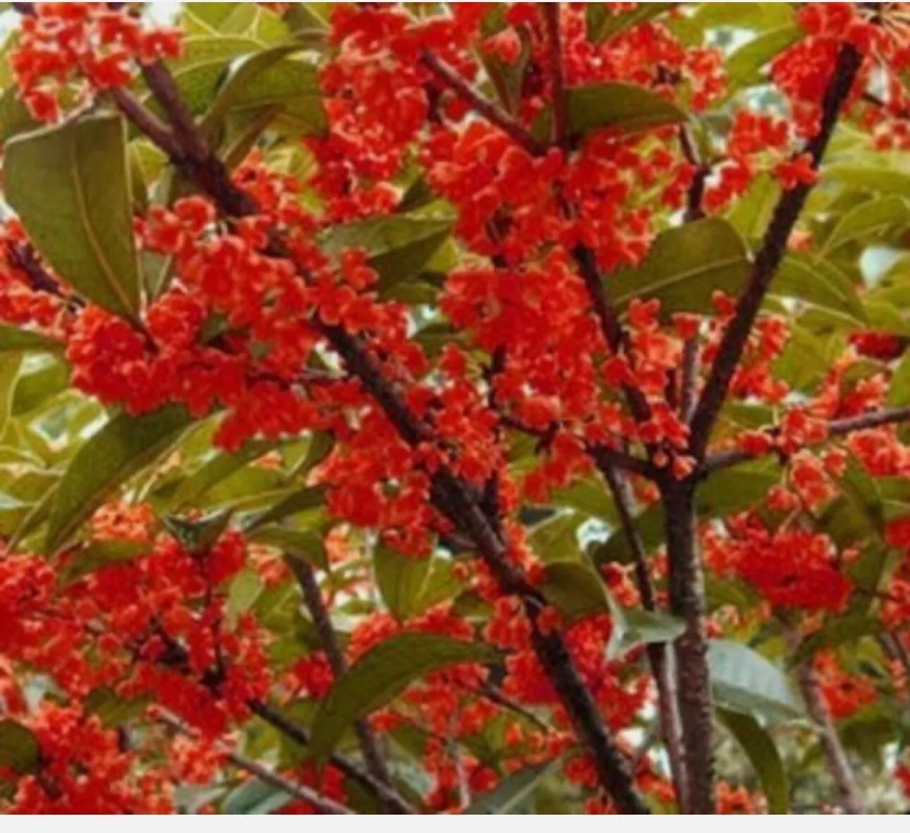 Beni Kin Mokusei Tea Olive – Red Sweet Osmanthus Fragrans, Rooted Starter Plant, Fragrant Ornamental Shrub for Garden & Landscape