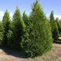 Leyland Cypress Tree Cuttings for Planting – 7–8 Inch Unrooted Evergreen Stems, Privacy Screen Conifer