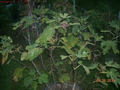 Fig Tree Cuttings Col de Dame Noire – 6 Live Fig Cuttings for Planting, Ficus Carica Variety