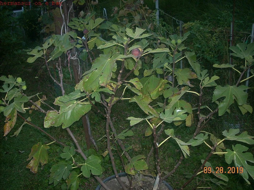 Fig Tree Cuttings Col de Dame Noire – 6 Live Fig Cuttings for Planting, Ficus Carica Variety