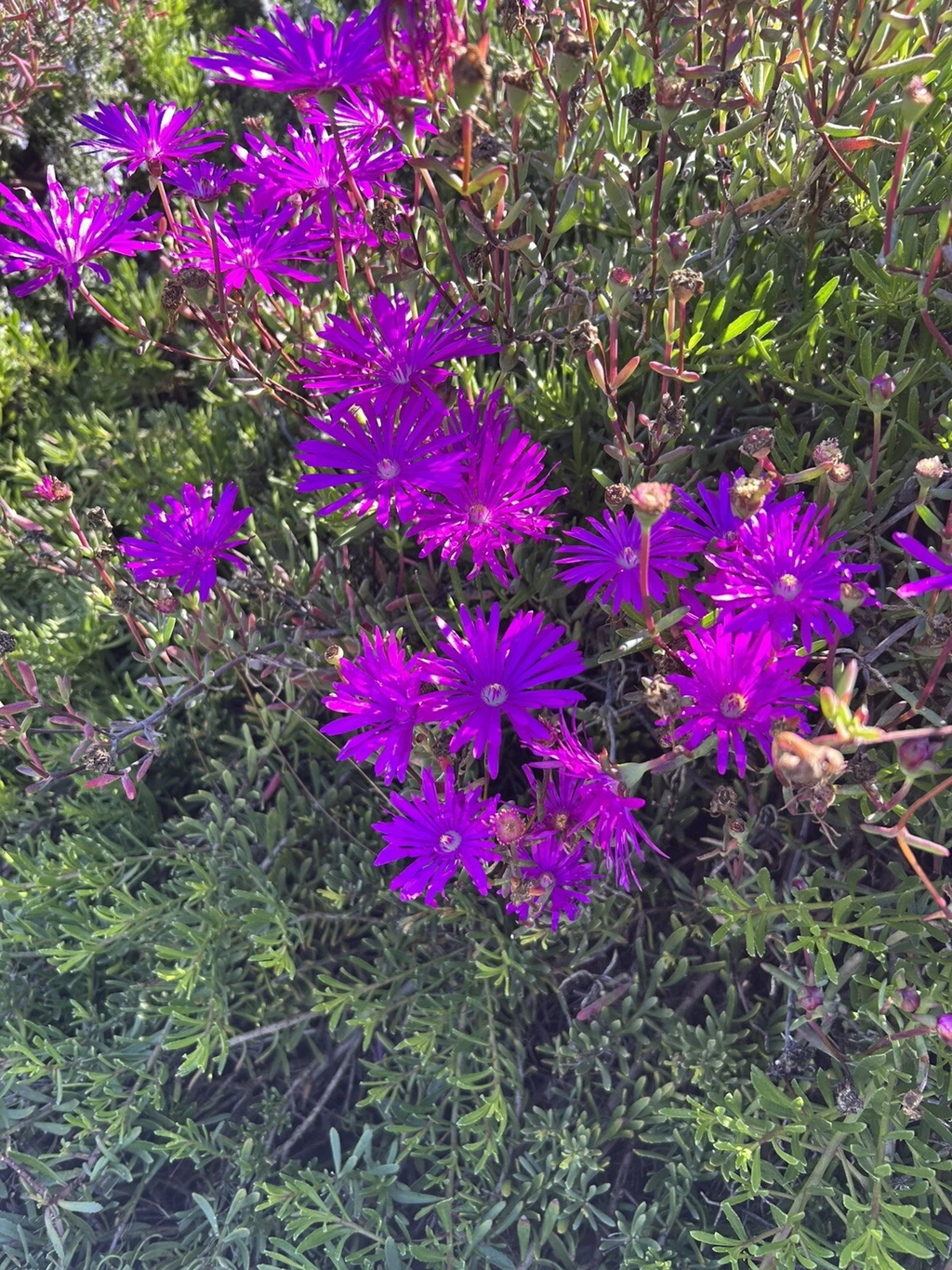 Creeping Ice Plant Cuttings 12pcs | Purple/Pink Delosperma | Live Succulent Ground Cover | Hardy Trailing Cuttings for Planting