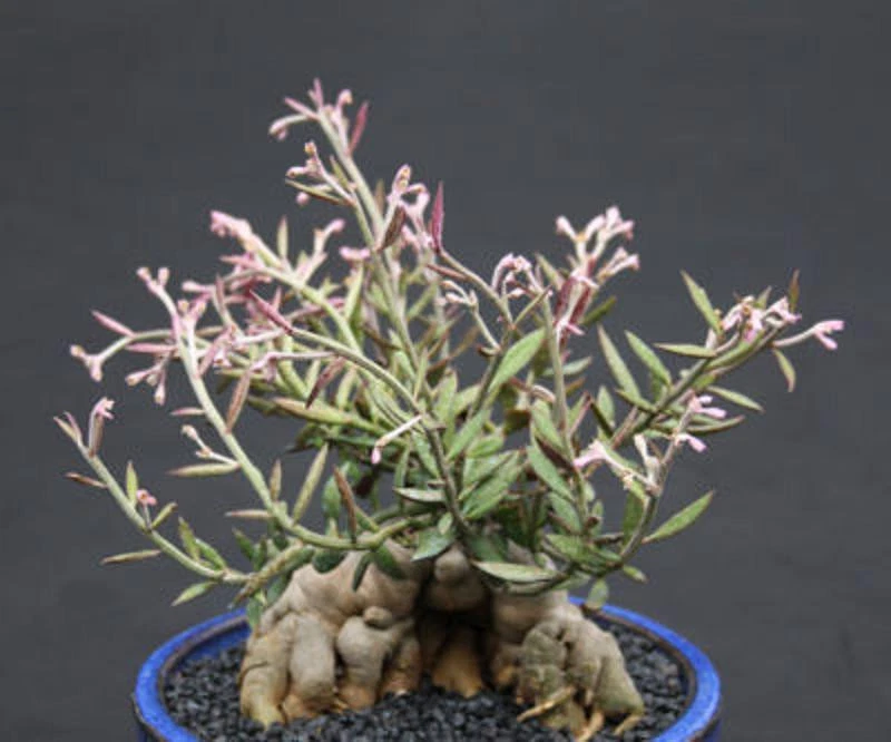 Monadenium rubellum Seeds – 25 Exotic Caudex Bonsai Seeds, Rare Caduciform Succulent for Collectors & Indoor Growing