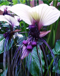 White Bat Flower Starter Plant – Tacca integrifolia Small Rooted Live Plant, Exotic Tropical Black Lily