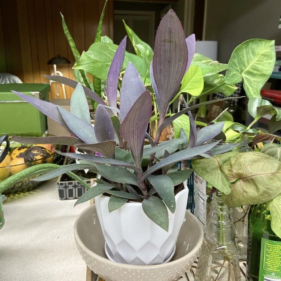 Purple Heart Tradescantia Cuttings – Purple Queen Plant – 3 Unrooted Stems for Indoor or Outdoor Growing